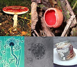 Amanita muscaria (basidiomiceto), Sarcoscypha coccinea (ascomiceto), moho negro del pan (zigomiceto), quitridio, Penicillium.