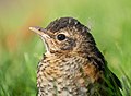 Image 86Juvenile American robin