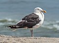 Image 27Great black-backed gull in Quogue, NY